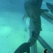 あおの画像