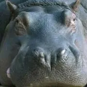 もなカバの画像