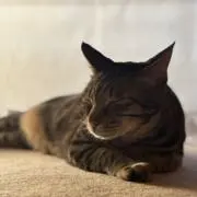 よしむらこたろうの画像