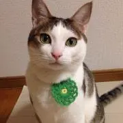猫雑貨＊mamimall＊