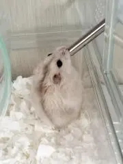 おこめの画像