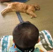 ちゃんぷの画像