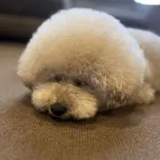 あきらの画像