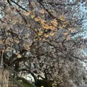 さくら　お値下げ大歓迎の画像