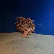 あんぬ