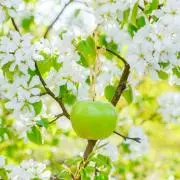 アトリエ＊Maple＊の画像