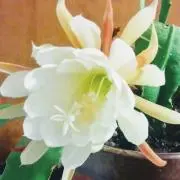 チーズ
