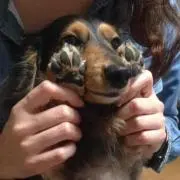 ぴすみにの画像