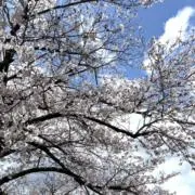 eーnaの画像