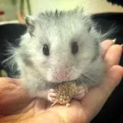 めび
