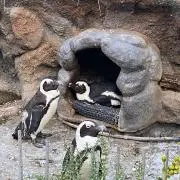 ☆ちょこ☆の画像