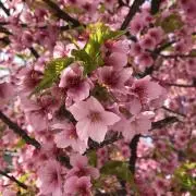 ureshino0123の画像