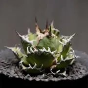 烏賊【まとめ買いお安くします！】の画像