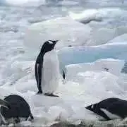 ぺんぎんの画像