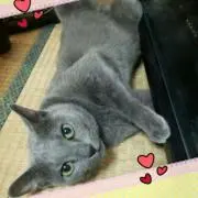 あちゃ