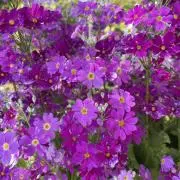 flowerの画像