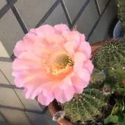 ももこの画像