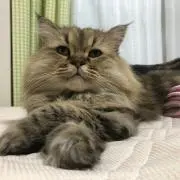ＪＨＯの画像