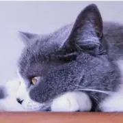 めおの画像