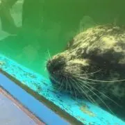 くぅ