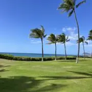 コオリナの画像