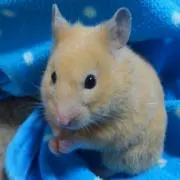 まじ
