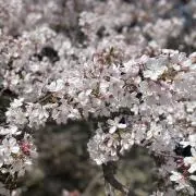 もえまるの画像