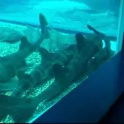 ミツキ