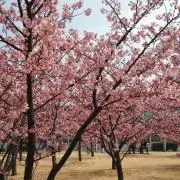 MAPLE0425の画像