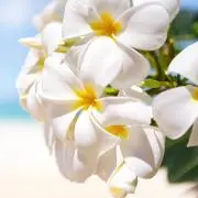 meliaの画像