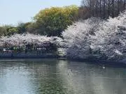 よーちんの画像