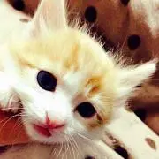 あかりの画像