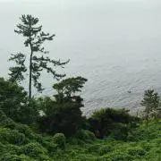 ブシ