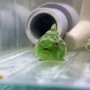 やまびこ太郎