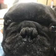 ノブ