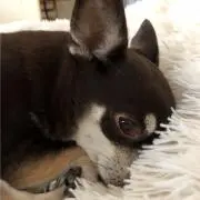 モモ