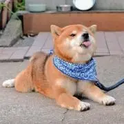 ayaaaの画像