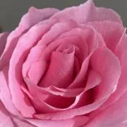 rosemaryの画像