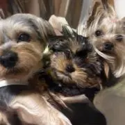 richan☻⋈*。゜の画像