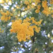 hii 〘 即購入OK ◎ 〙の画像