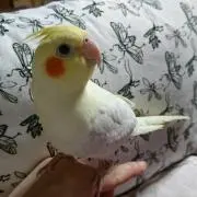 ココすけの画像