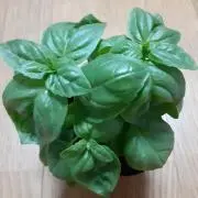 バジルの画像