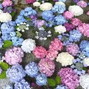 クーペ.COMの画像