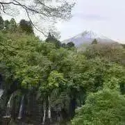 ポメ.Kの画像