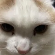 やーまんの画像