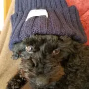 ぴーちの画像