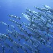 リョータ