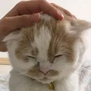 あお