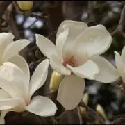 odetteの画像