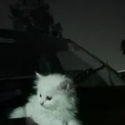 ୨୧ 即購入可の画像